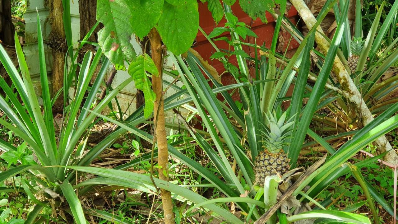 Jungle Eco Reserve Ξενοδοχείο Colon Εξωτερικό φωτογραφία